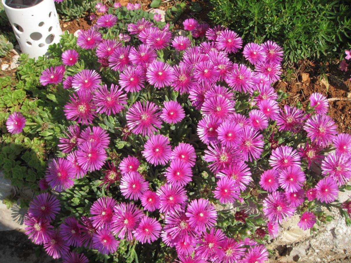 Vila Kraljica Malinska Luaran gambar